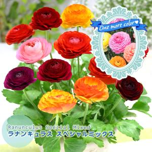 ハイブリッド ゼフィランサス球根 ピンクビーチ 桃 黄 絵袋5球入り J Garden カネコ種苗 春植え球根 レインリリー ヒガンバナ科 第四種便対応 72 Kaneko Zephyranth Hybrid Pb 渋谷園芸 植木鉢屋 通販 Yahoo ショッピング