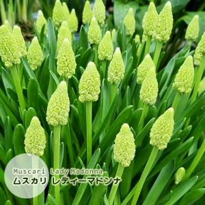 ムスカリ 球根 レディーマドンナ 緑〜白 6球絵袋入り 珍花 レア グリーンムスカリ 寄せ植え カネコ種苗 秋植え球根 第四種郵便可