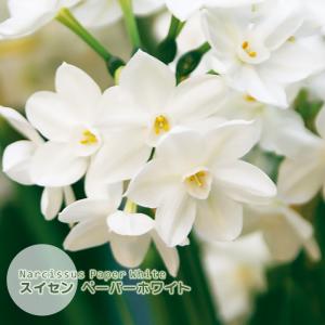 水仙 球根 ペーパーホワイト 純白 房咲き 2球絵袋入り 香り水仙 芳香 スイセン J-GARDEN 秋植え球根 第四種郵便対応