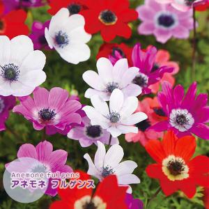 アネモネ 球根の商品一覧 通販 Yahoo ショッピング
