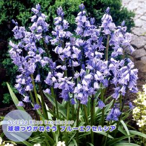 シラー 球根の商品一覧 通販 Yahoo ショッピング