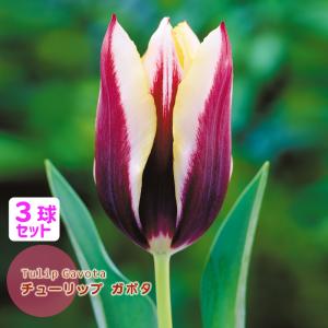 チューリップ 球根 ガボタ　赤〜黄色 覆輪 3球セット 一重 ２色咲き Gavota フクカエン 秋植え球根 第四種郵便対応