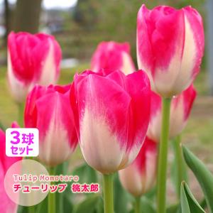 チューリップ 球根 桃太郎 桃白 3球セット 一重咲き トライアンフ DH チューリップコレクション 日本産 フクカエン 秋植え球根 第四種郵便対応