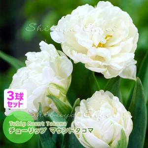 チューリップ 球根 マウントタコマ 白 3球セット 八重咲き 花壇 鉢植え 切花 Mount Tacoma 秋植え球根 第四種郵便対応