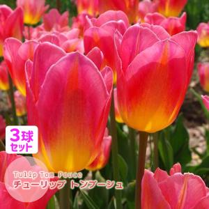 チューリップ 球根 トンプーシュ 桃×黄 3球セット 花壇 鉢植え 切花 2色 トムプーシュ トライアンフ Tom pouce 秋植え球根 第四種郵便対応