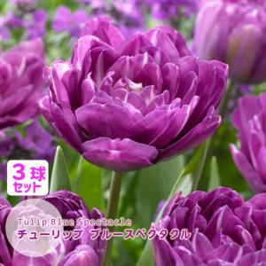 チューリップ 球根 ブルースペクタクル 藤紫 八重咲 3球セット フクカエン Blue Spectacle 秋植え球根 第四種郵便対応