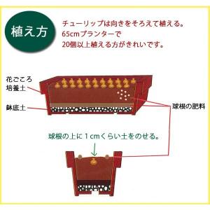 チューリップ 球根 ブルースペクタクル 藤紫 ...の詳細画像2
