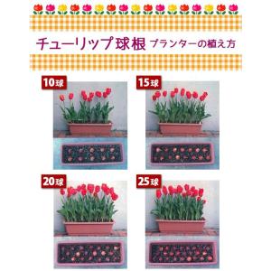 チューリップ 球根 ブルースペクタクル 藤紫 ...の詳細画像3