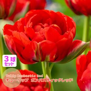 チューリップ 球根 ボンバスティックレッド 赤 八重咲 3球セット フクカエン Bombastic Red　秋植え球根 第四種郵便対応