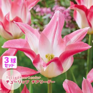 チューリップ 球根 チアリーダー クリーム ピンク 覆輪 3球セット ユリ咲き J-GARDEN 秋植え球根 第四種郵便対応