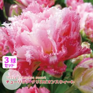 チューリップ球根　クリスピオンスウィート(白桃)　3球セット 花壇 鉢植え 切花 八重フリンジ咲き 色変わり Crispion sweet フクカエン 第四種郵便対応