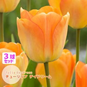 チューリップ 球根 デイドリーム オレンジ クリーム 3球セット ２色咲き DayDream DH 秋植え球根 第四種郵便対応