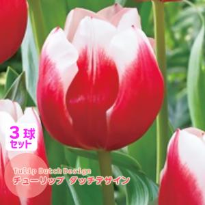 チューリップ 球根 ダッチデザイン 赤×白 3球セット ２色咲き Dutch Design T トライアンフ 秋植え球根 第四種郵便対応
