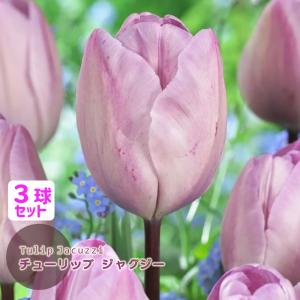 チューリップ 球根 ジャグジー ライラック シルバー 薄紫 3球セット 一重咲き T トライアンフ J-GARDEN 秋植え球根 第四種郵便対応