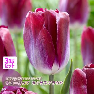 チューリップ 球根 カンサスプラウド 赤紫 3球セット 一重咲き T Kansas Proud 花グルメ J-GARDEN 秋植え球根 第四種郵便対応
