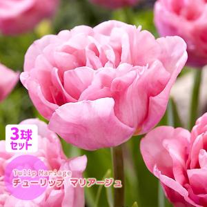 チューリップ 球根 マリアージュ 淡ピンク 3球セット 八重咲き DE チューリップコレクション Mariage　フクカエン 秋植え球根 第四種郵便対応