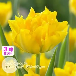 チューリップ 球根 マリージョ― 藤紫 八重咲 3球セット マリージョ Marie Jo フクカエン 秋植え球根 第四種郵便対応