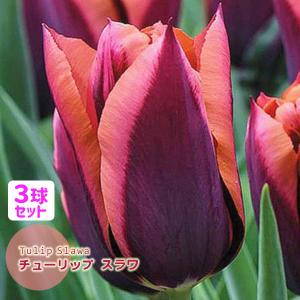 チューリップ 球根 スラワ ワイン×サーモン 3球セット 一重咲き T トライアンフ J-GARDEN 秋植え球根 第四種郵便対応