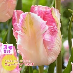 チューリップ 球根 カバナ 白×桃 3球セット 八重咲き パーロット咲き Cabanna　フリンジ 秋植え球根 第四種郵便対応