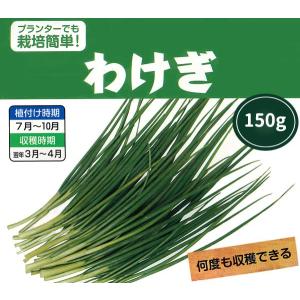 野菜球根 わけぎ 約150g入 ワケギ 野菜球根 家庭菜園 コンテナ栽培に 節約 夏〜秋植え球根 第四種郵便発送可