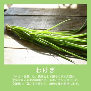 野菜球根 わけぎ 約150g入 ワケギ 野菜球...の詳細画像2