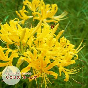 リコリス球根 オーレア 黄花 絵袋1球入 夏植え秋咲き ヒガンバナ 曼珠沙華 珍花 J-garden 第四種郵便可