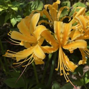 リコリス球根 オーレア 黄花 絵袋1球入 夏植...の詳細画像1