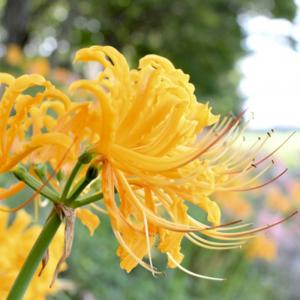 リコリス球根 オーレア 黄花 絵袋1球入 夏植...の詳細画像2