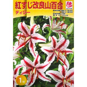 ユリ球根『紅すじ改良山百合 &lt;ディジー&gt;』 ◇絵袋1球入り◇ 花の大和 (山百合・ヤマユリ・山ゆり) 白  秋植え ◆第四種郵便対応