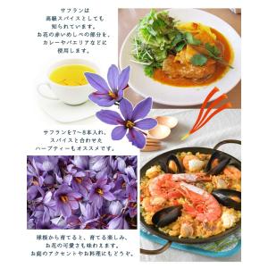 サフラン球根 球周13.5センチ大球 1球 単...の詳細画像2
