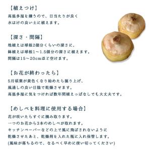 サフラン球根 球周13.5センチ大球 1球 単...の詳細画像3