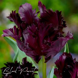 ヒヤシンス球根 青紫色 ブルーパール他 球根1球 甘い香りのダッチ系ジャンボヒヤシンス 球周17 18cm 秋植え球根 芳香 上品な青紫色 第四種郵便可 72 Bulb Hyacinth Blue 1 渋谷園芸 植木鉢屋 通販 Yahoo ショッピング