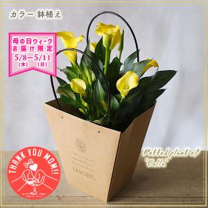 渋谷園芸 植木鉢屋 - Yahoo!ショッピング 渋谷園芸 植木鉢屋 - Yahoo!ショッピング