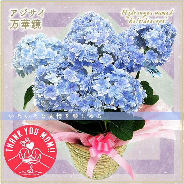 ◆まだ間に合う！◆母の日フラワーギフト　アジサイ 万華鏡  ブルー ピンク 鉢植え 希少品種  鉢植...