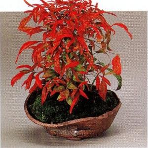 植木鉢 陶翠窯 エン付小判3号盆栽鉢（窯キズあり） : ヤマコー畑岡
