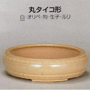 植木鉢 陶器 常滑焼 【誠山】丸タイコ形盆栽鉢(11号_白）06T24