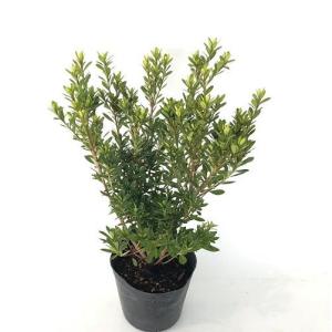 現品530B】ケイパレス（矮性・直立性タイサンボク）7号 : 日本ライン