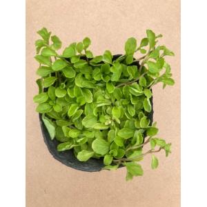 サギゴケ ムラサキサギゴケ / 9.0cmポット （ 単 品 ） 苗 植木 苗木 庭 グランドカバー