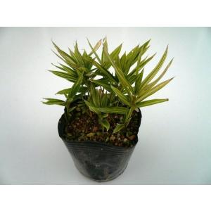 チゴザサ / 9.0cmポット （ 単 品 ） シマザサ シマダケ 苗 植木 苗木 庭 グランドカバー