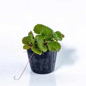 ユキノシタ / 9.0cmポット （ 単 品 ） 苗 植木 苗木 庭 グランドカバー