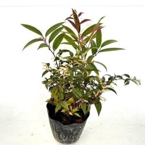 セイヨウイワナンテン アキシラリス 樹高0.2m前後 15cmポット （60本セット）（送料無料） 苗 植木 苗木 庭