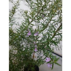ウエストリンギア 樹高0.4m前後 15cmポット （60本セット）（送料無料） 苗 植木 苗木 庭