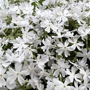 シバザクラ ピンク フロックストロット / 9.0cmポット （ 単 品 ） 花時期3月下旬〜4月上旬 苗 植木 苗木 グランドカバー