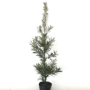 ラカンマキ 樹高0.7m前後 15cmポット （40本セット）（送料無料） 苗 植木 苗木 庭