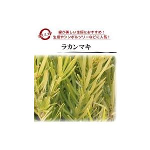 ラカンマキ 樹高0.7m前後 15cmポット ...の詳細画像2