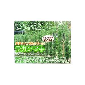 ラカンマキ 樹高0.7m前後 15cmポット ...の詳細画像3