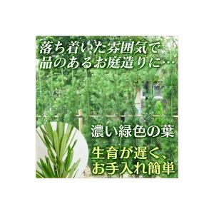 ラカンマキ 樹高0.7m前後 15cmポット ...の詳細画像4