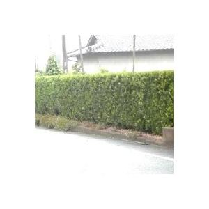 ラカンマキ 樹高0.7m前後 15cmポット ...の詳細画像1
