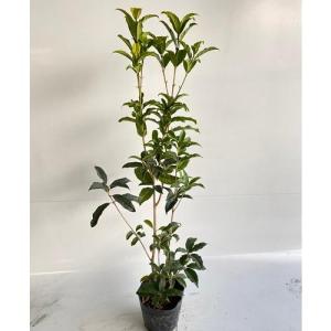 キンモクセイ 樹高0.5m前後 15cmポット （40本セット）（送料無料） 苗 植木 苗木 庭