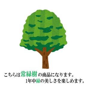 キンモクセイ 樹高0.6m前後 15cmポット...の詳細画像5